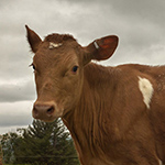 why buy the cow  
