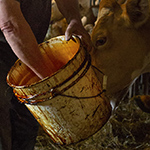 why buy the cow  