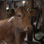 why buy the cow  