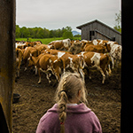 why buy the cow  