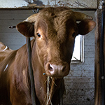why buy the cow  