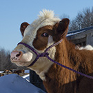 cow 