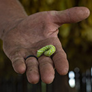 The Kentucky Farmer