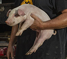 The Kentucky Farmer