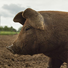 The Kentucky Farmer